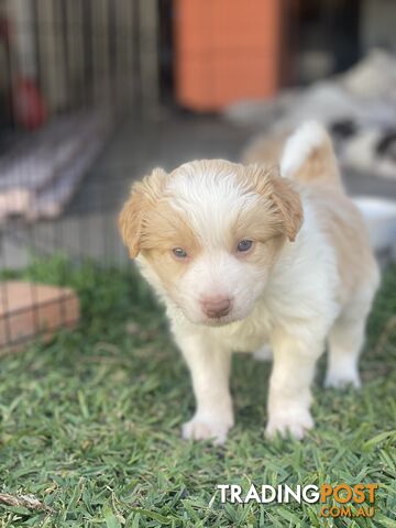 Border Collie Puppies