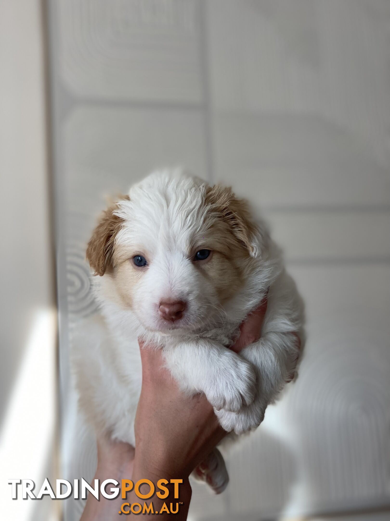 Border Collie Puppies