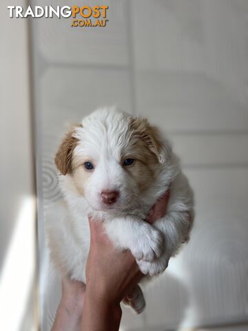 Border Collie Puppies