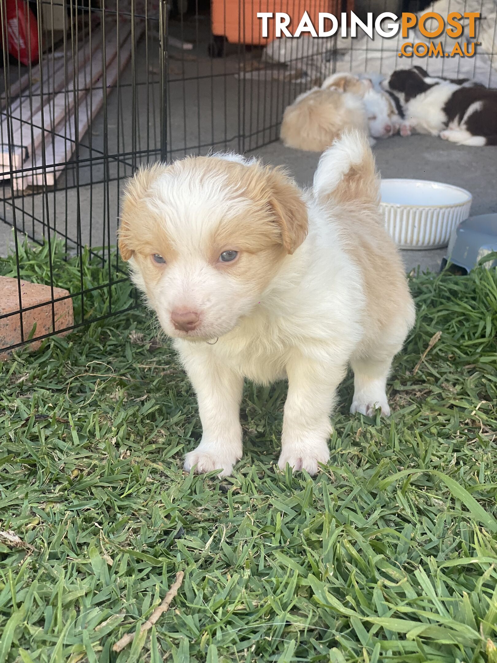 Border Collie Puppies