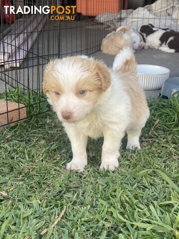 Border Collie Puppies