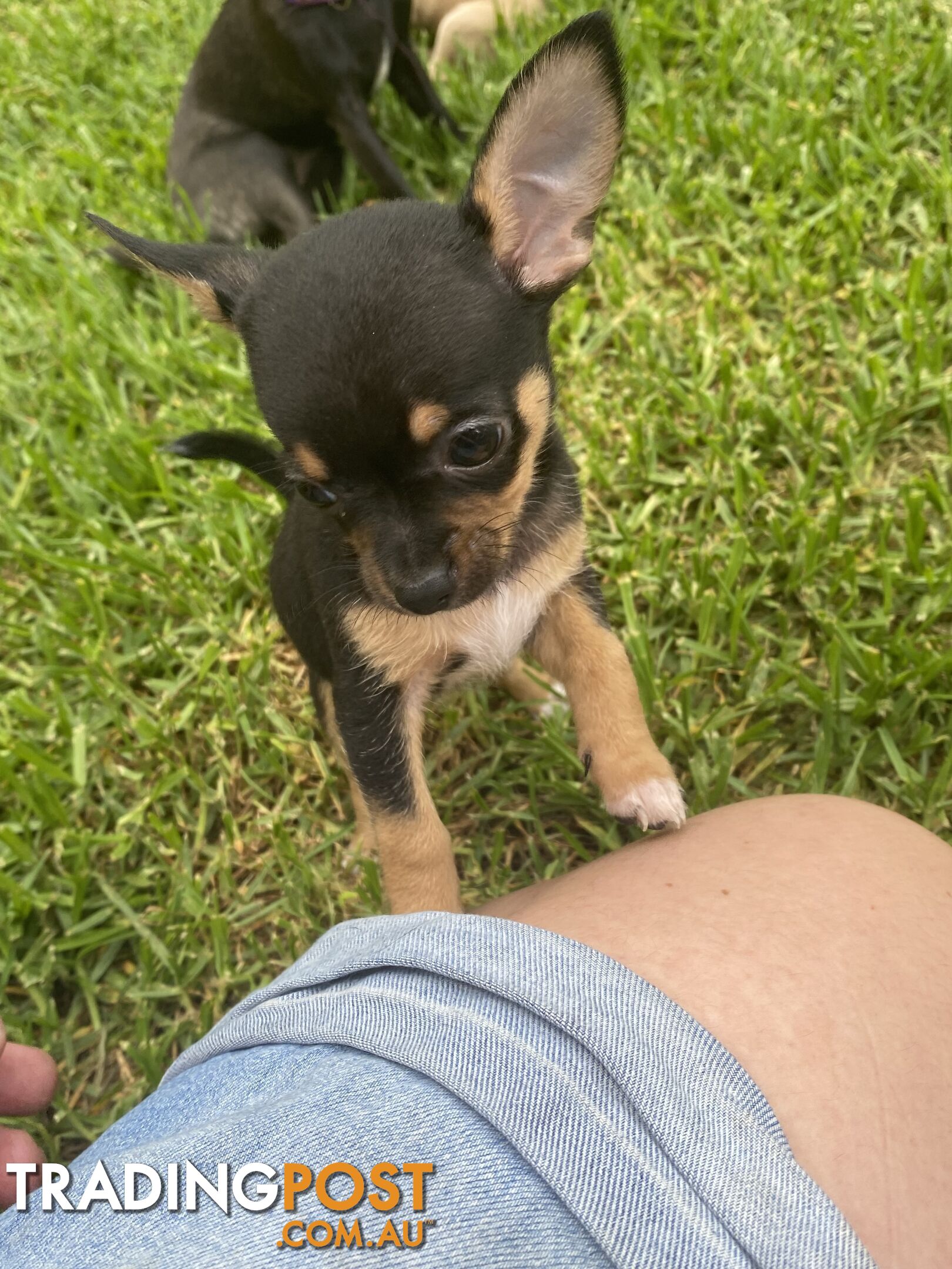 Purebred Chihuahua Boy Puppies