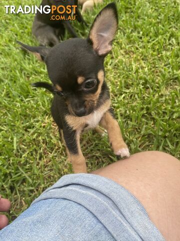 Purebred Chihuahua Boy Puppies