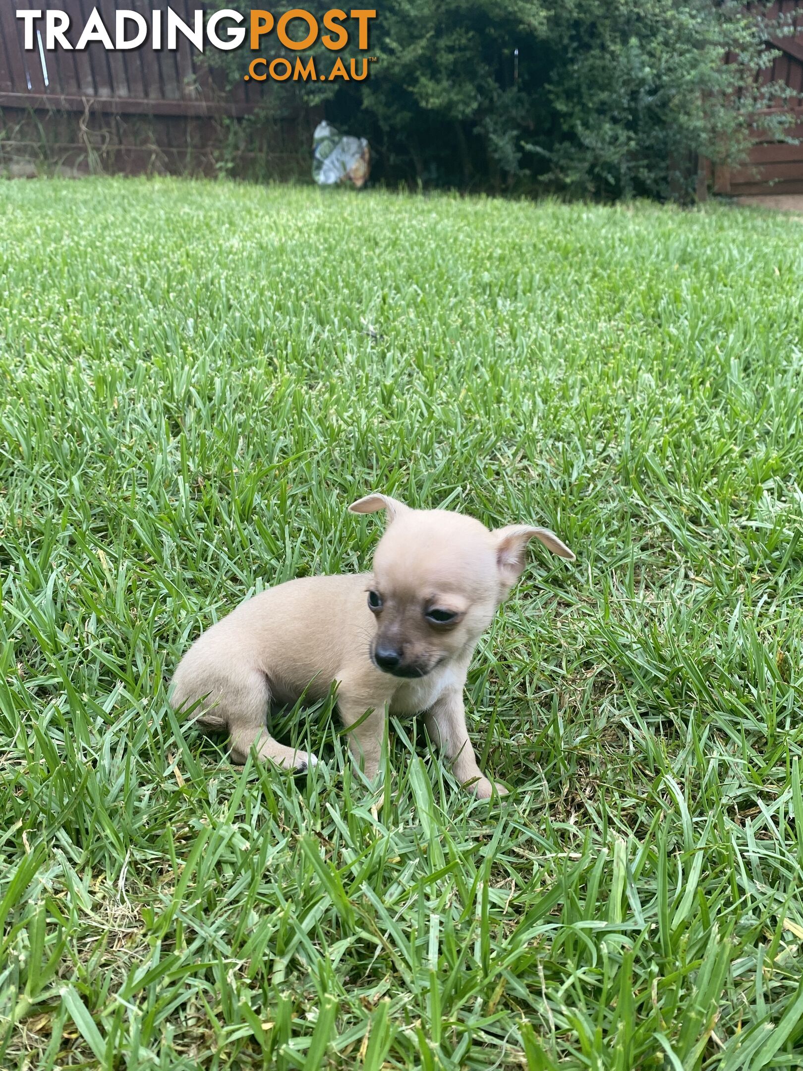 Purebred Chihuahua Boy Puppies