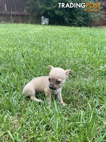 Purebred Chihuahua Boy Puppies