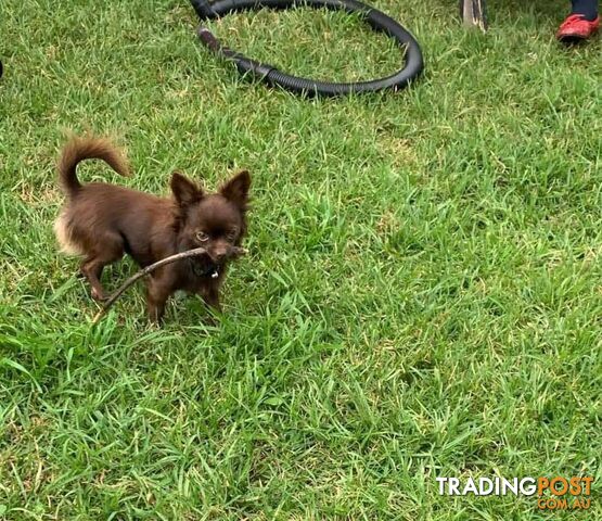 Purebred Chihuahua Boy Puppies