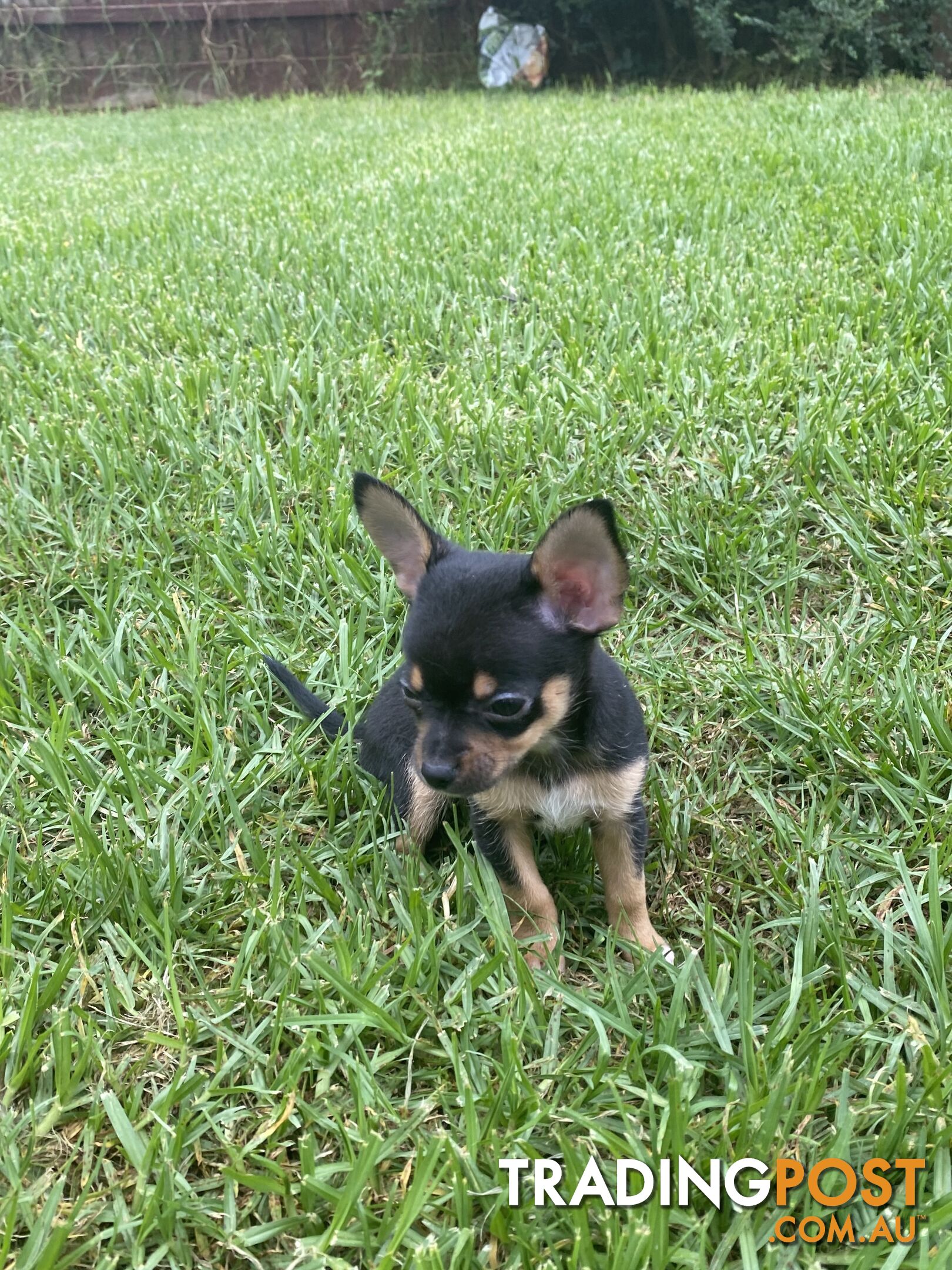 Purebred Chihuahua Boy Puppies