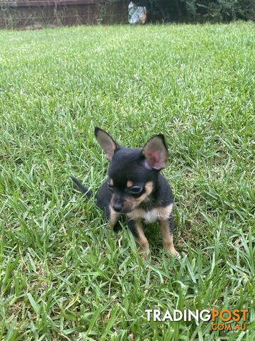 Purebred Chihuahua Boy Puppies