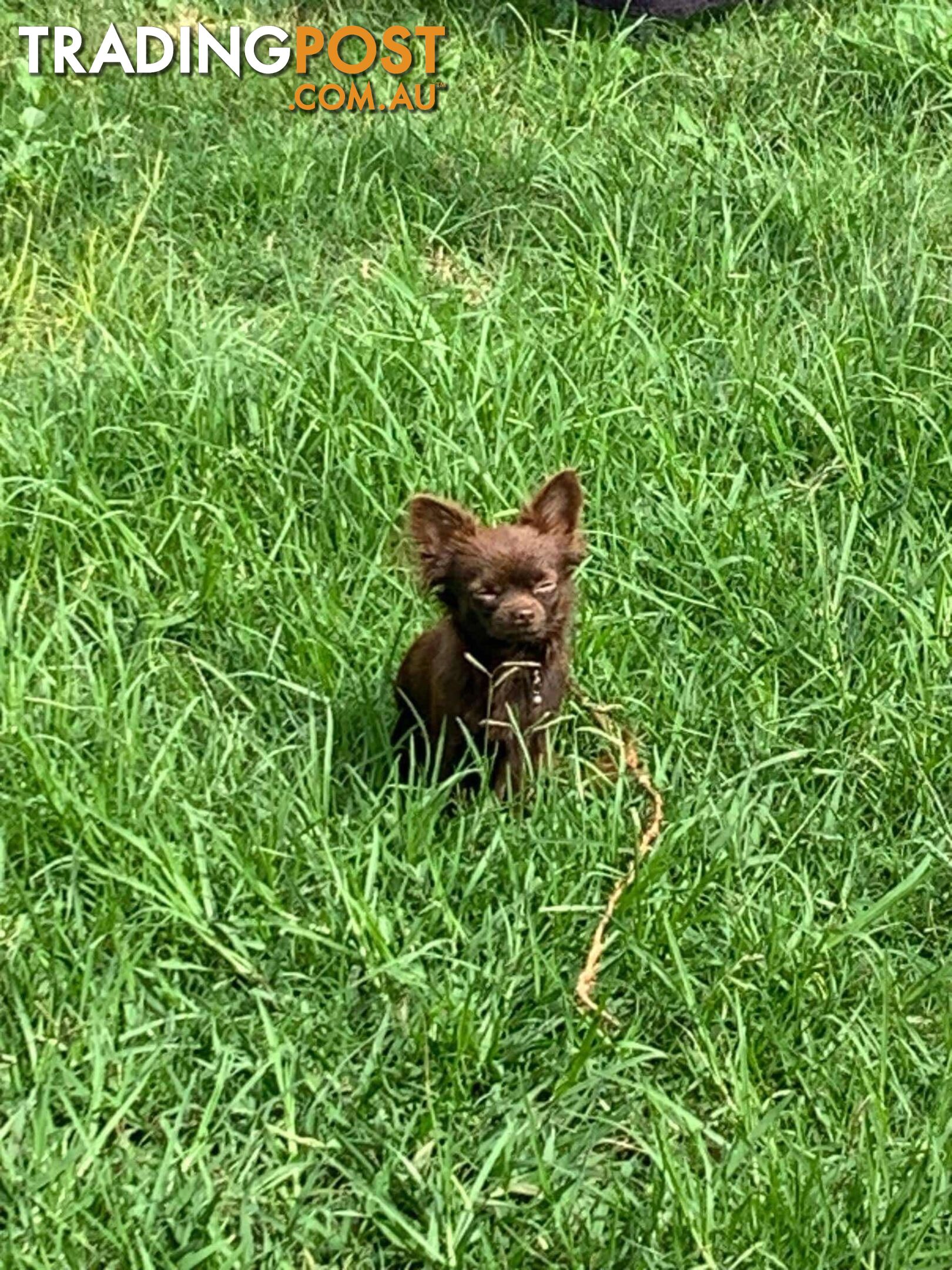 Purebred Chihuahua Boy Puppies