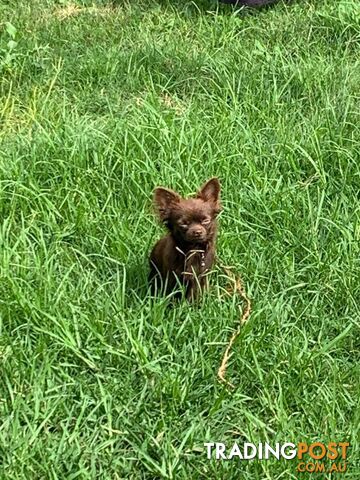 Purebred Chihuahua Boy Puppies