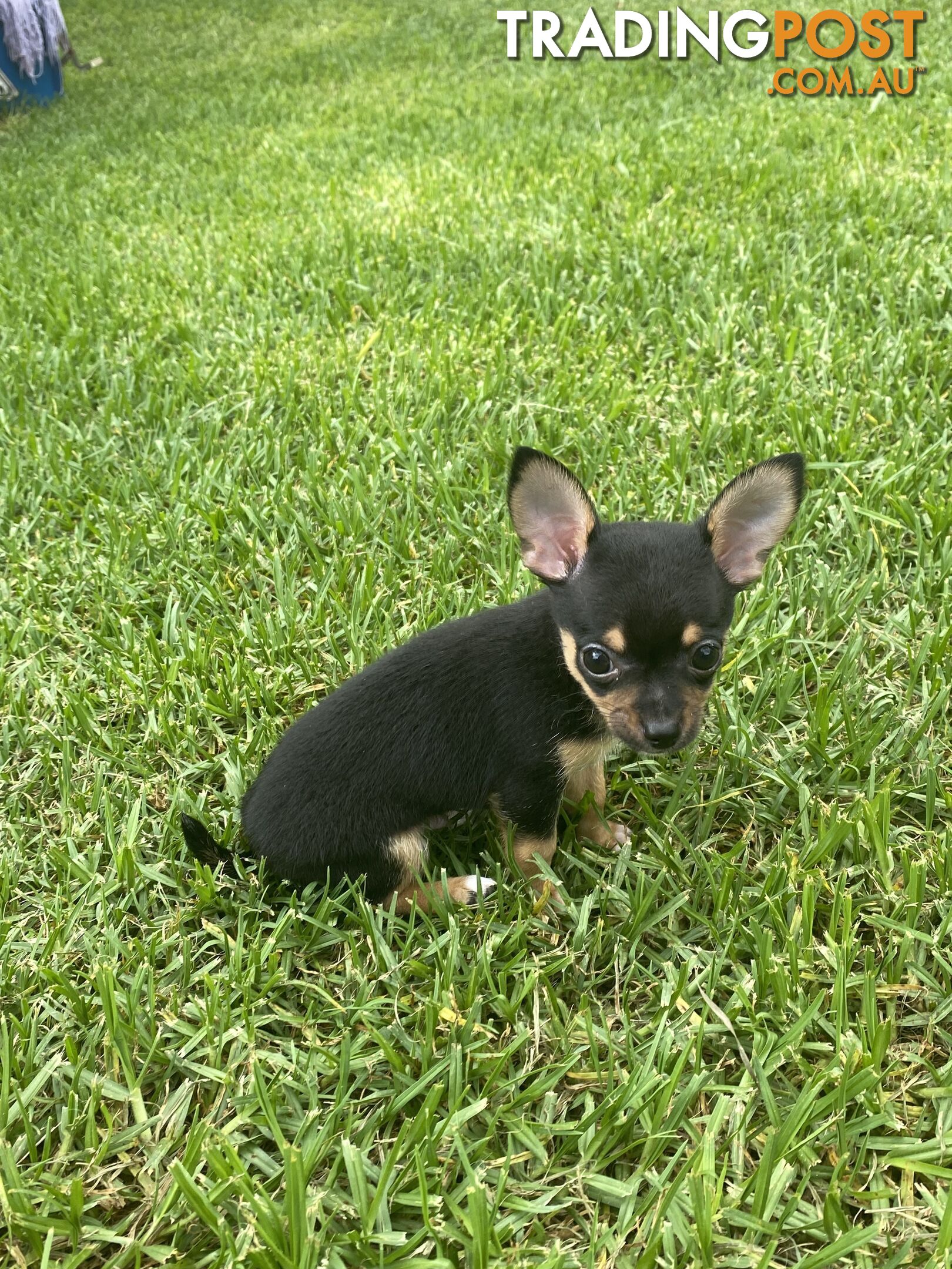 Purebred Chihuahua Boy Puppies