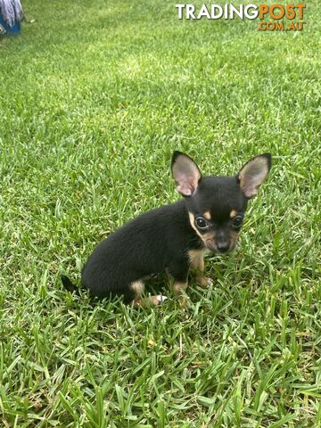 Purebred Chihuahua Boy Puppies