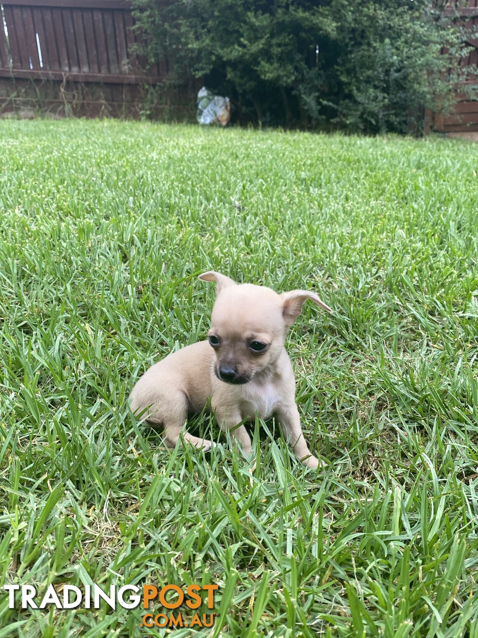 Purebred Chihuahua Boy Puppies