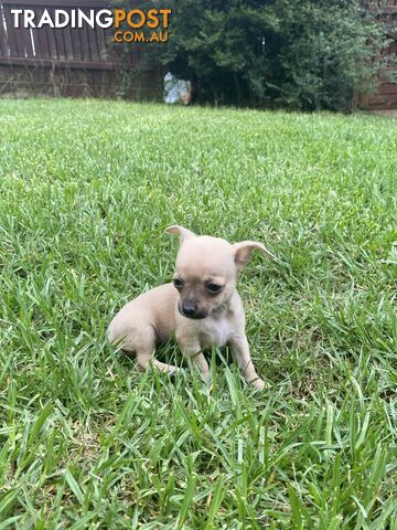 Purebred Chihuahua Boy Puppies