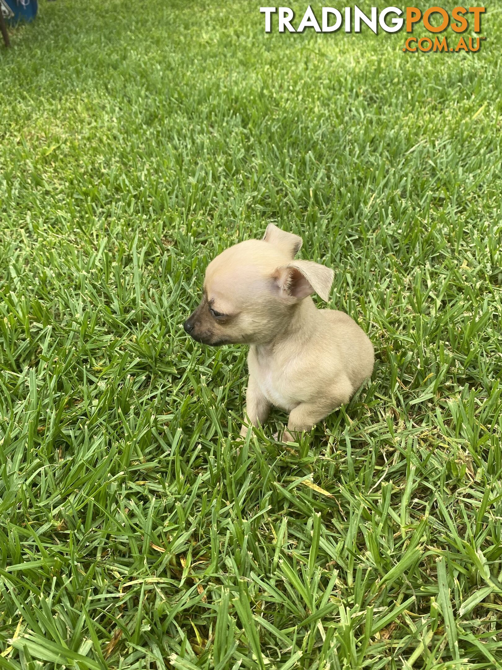 Purebred Chihuahua Boy Puppies