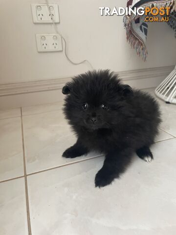 Pomeranian puppies