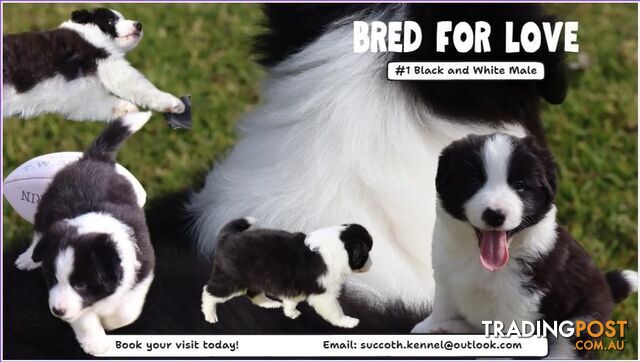 Border Collie Puppies (Registered with Pedigree Papers)