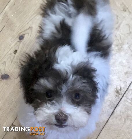 Maltese x toy poodle