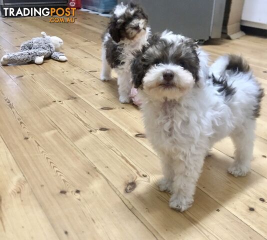 Maltese x toy poodle