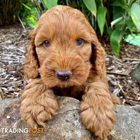 Miniature Spoodle Puppy Ready now