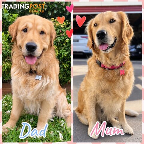 Beautiful Pure Bred Golden Retriever Puppies