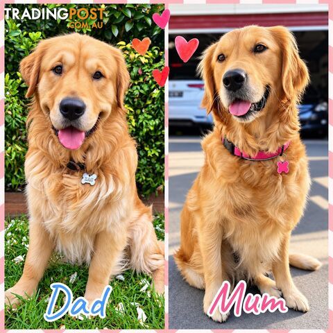 Beautiful Pure Bred Golden Retriever Puppies