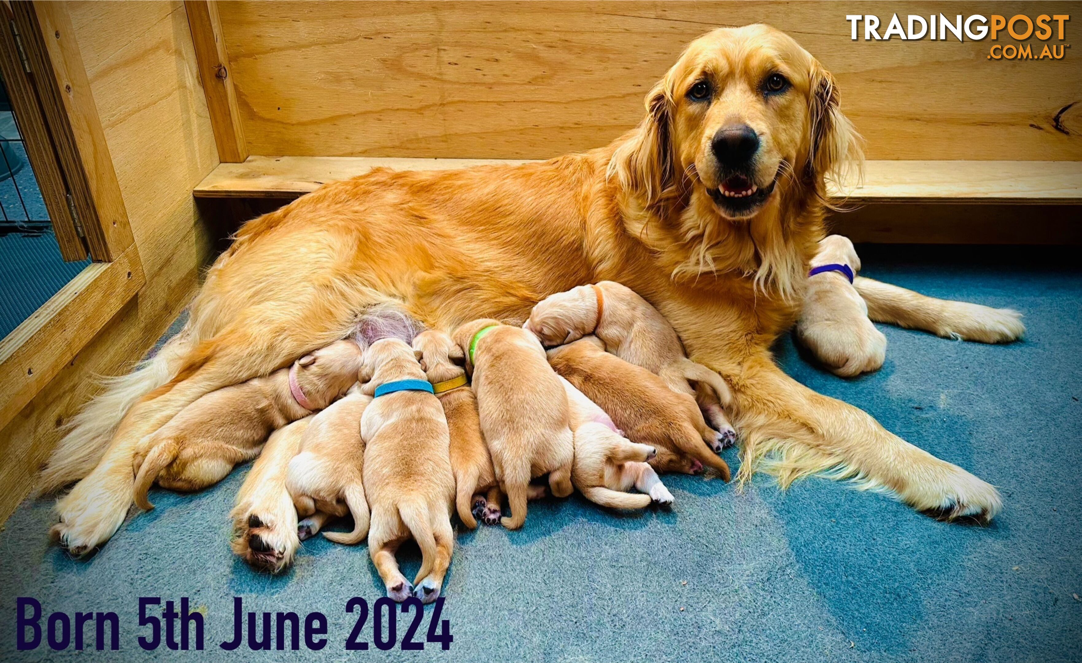 Pure bred DNA Tested 100% Golden Retriever Puppies