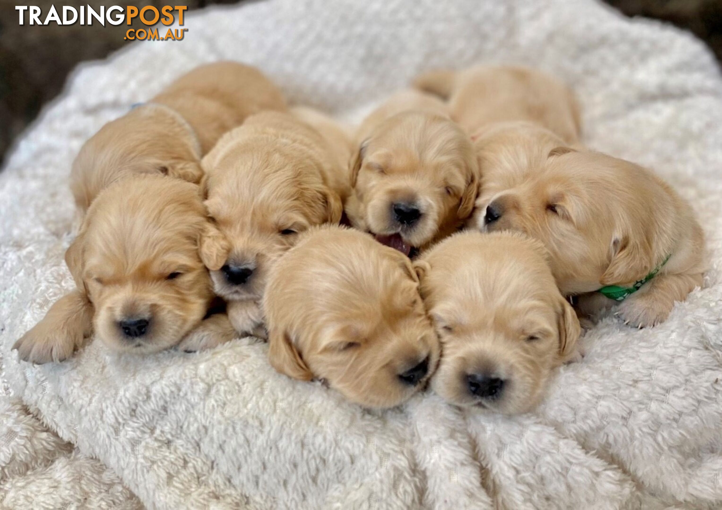 Pure bred DNA Tested 100% Golden Retriever Puppies
