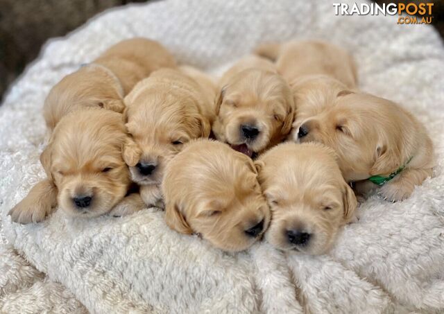 Pure bred DNA Tested 100% Golden Retriever Puppies