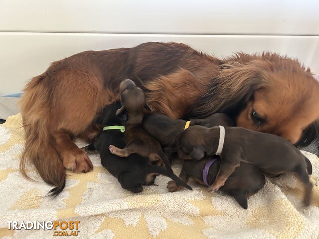 Miniature pure breed long hair daschaund puppies.