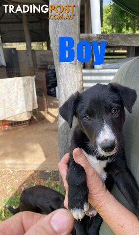 Purebred Border Collie Puppies