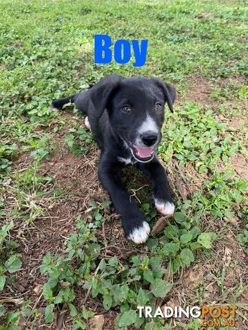 Purebred Border Collie Puppies