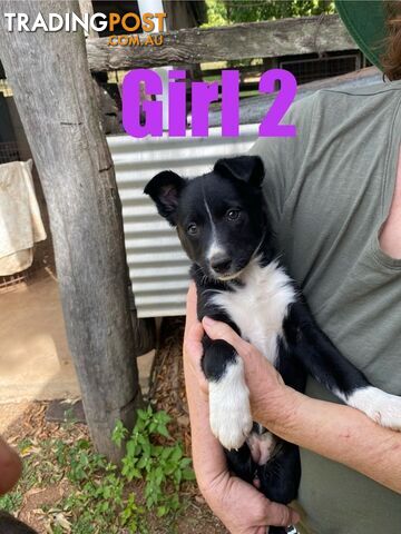 Purebred Border Collie Puppies