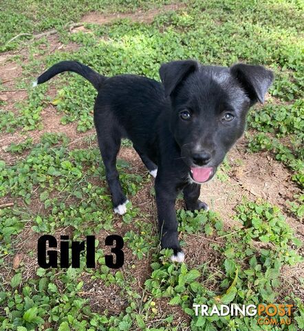 Purebred Border Collie Puppies