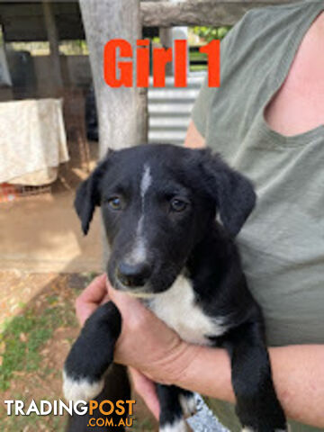 Purebred Border Collie Puppies