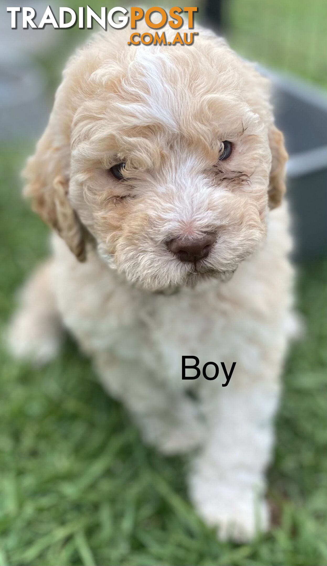 Lagotto