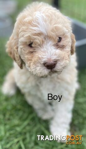 Lagotto