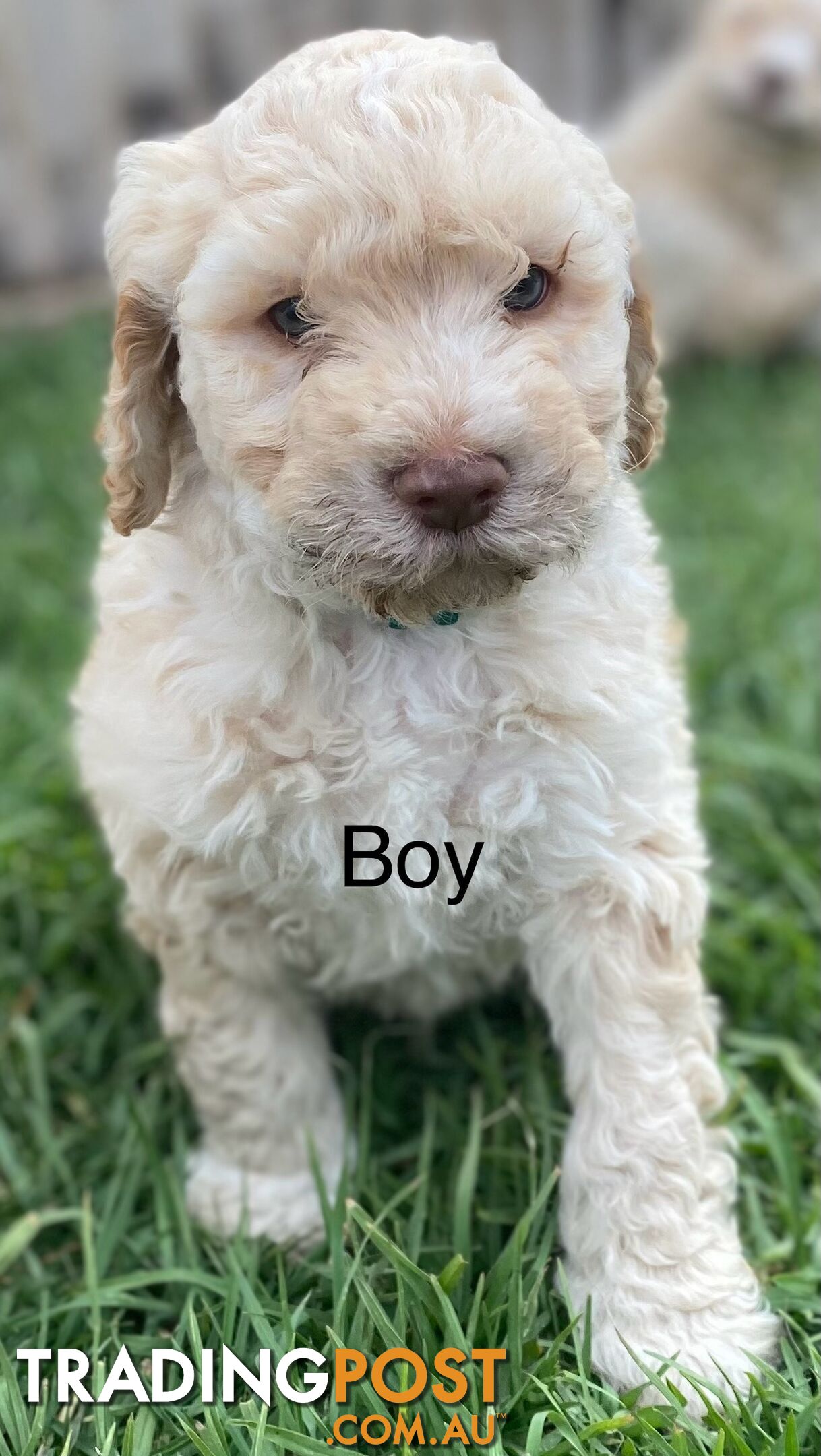 Lagotto