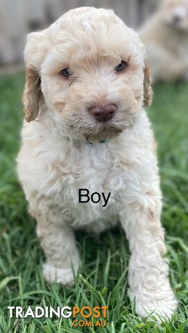 Lagotto