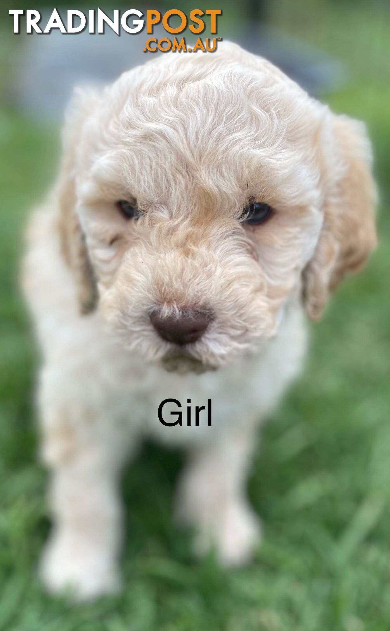 Lagotto