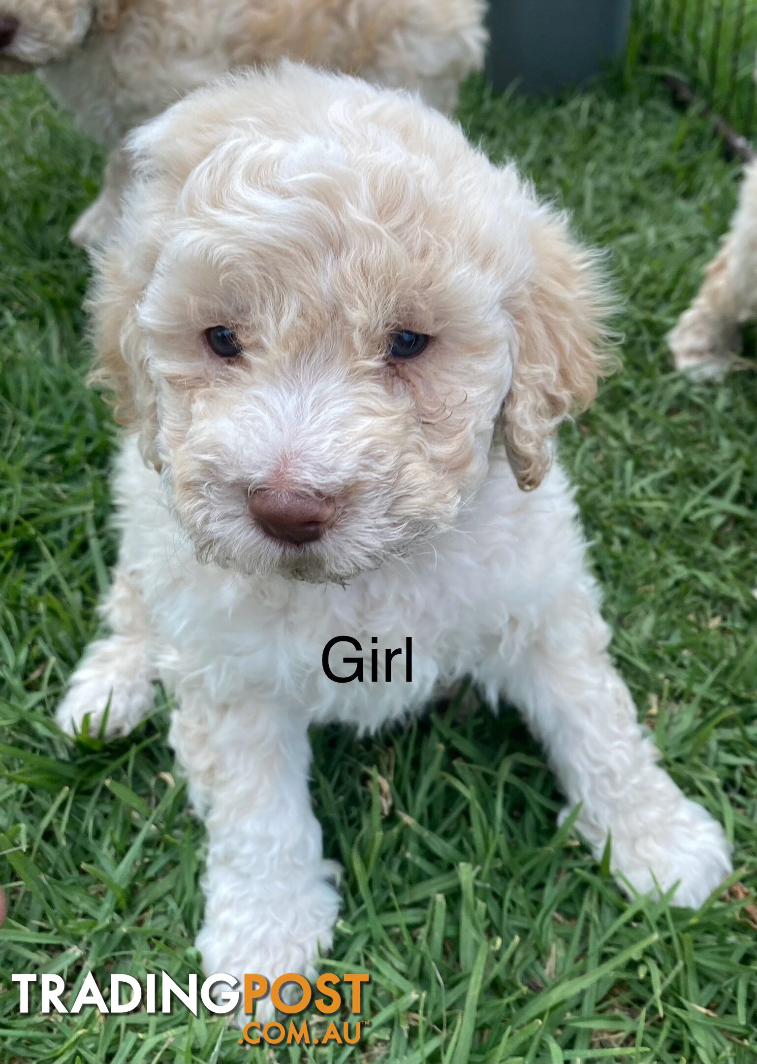 Lagotto