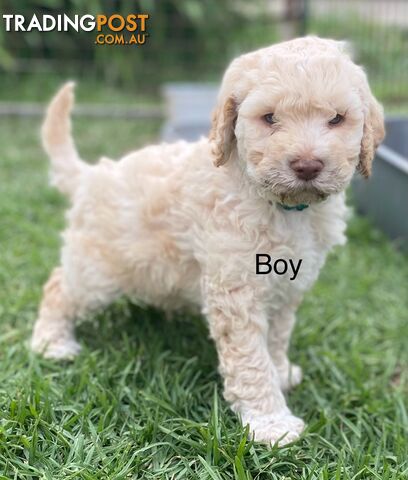 Lagotto