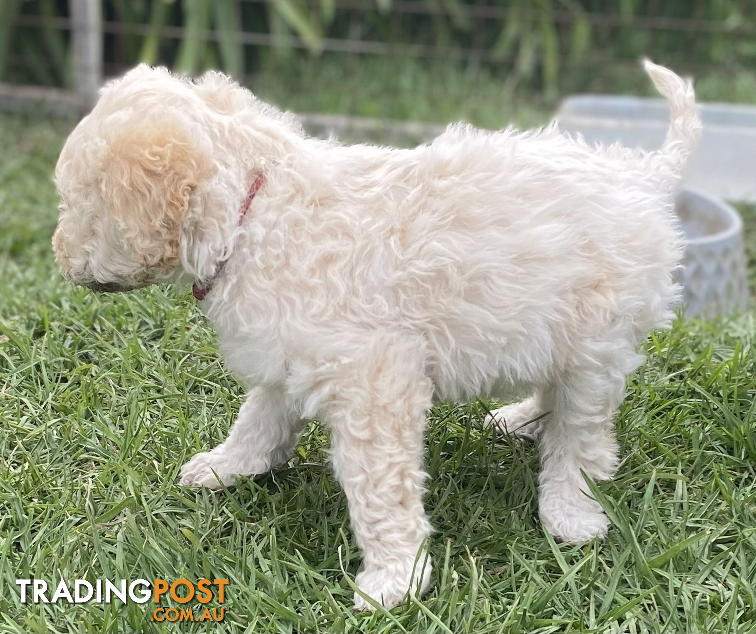 Lagotto