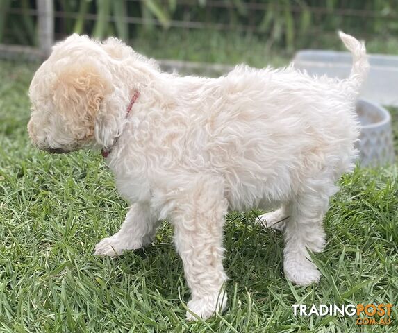 Lagotto