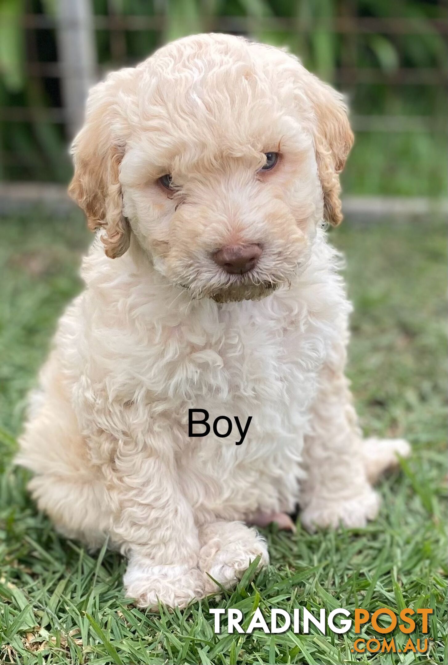 Lagotto