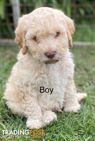 Lagotto