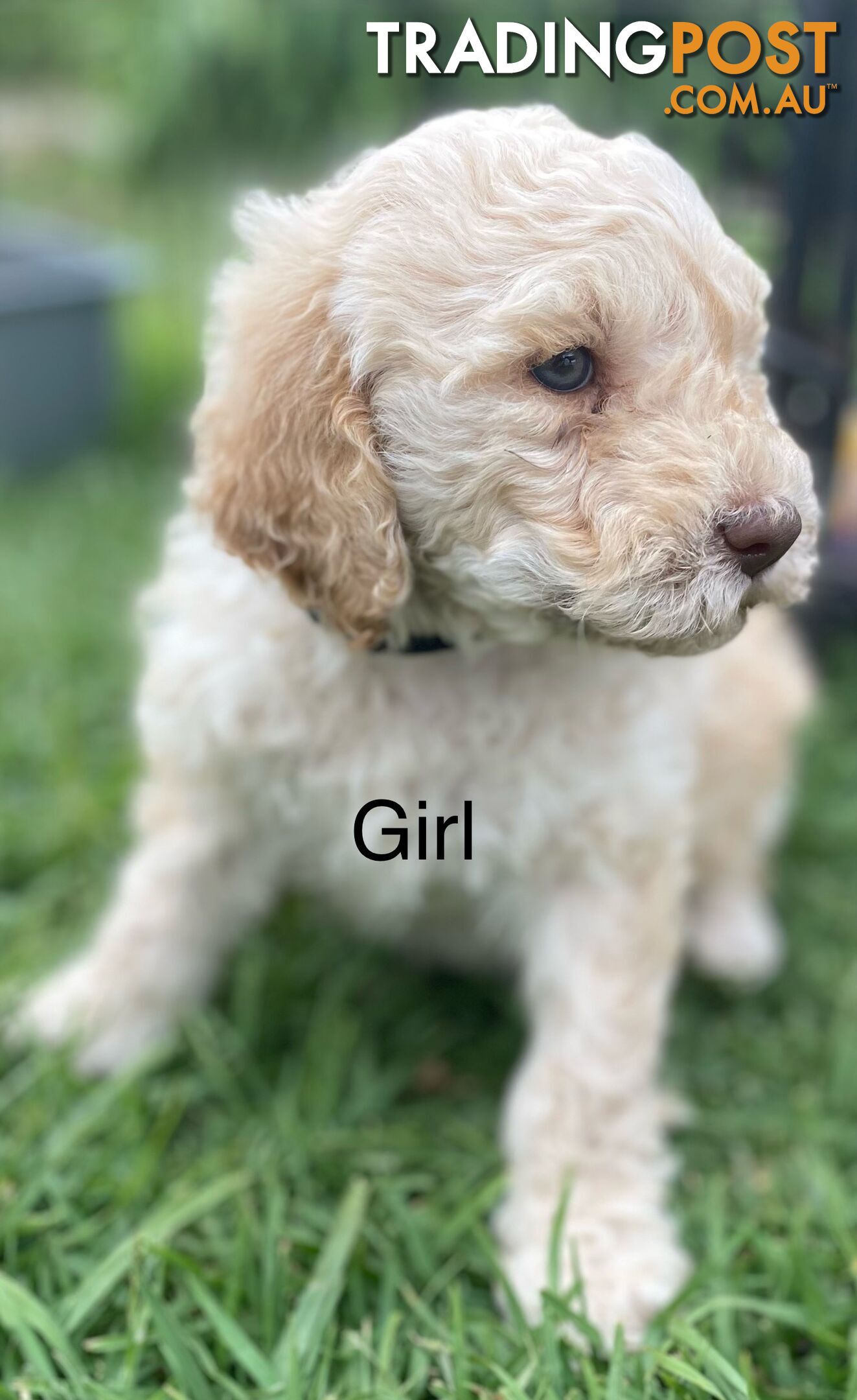 Lagotto