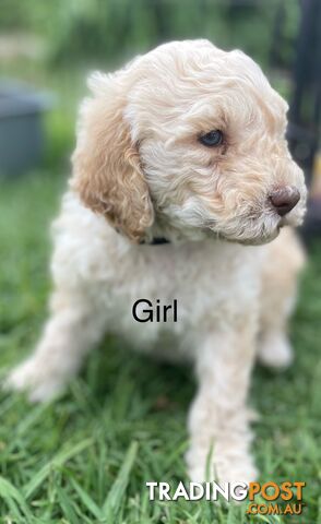 Lagotto