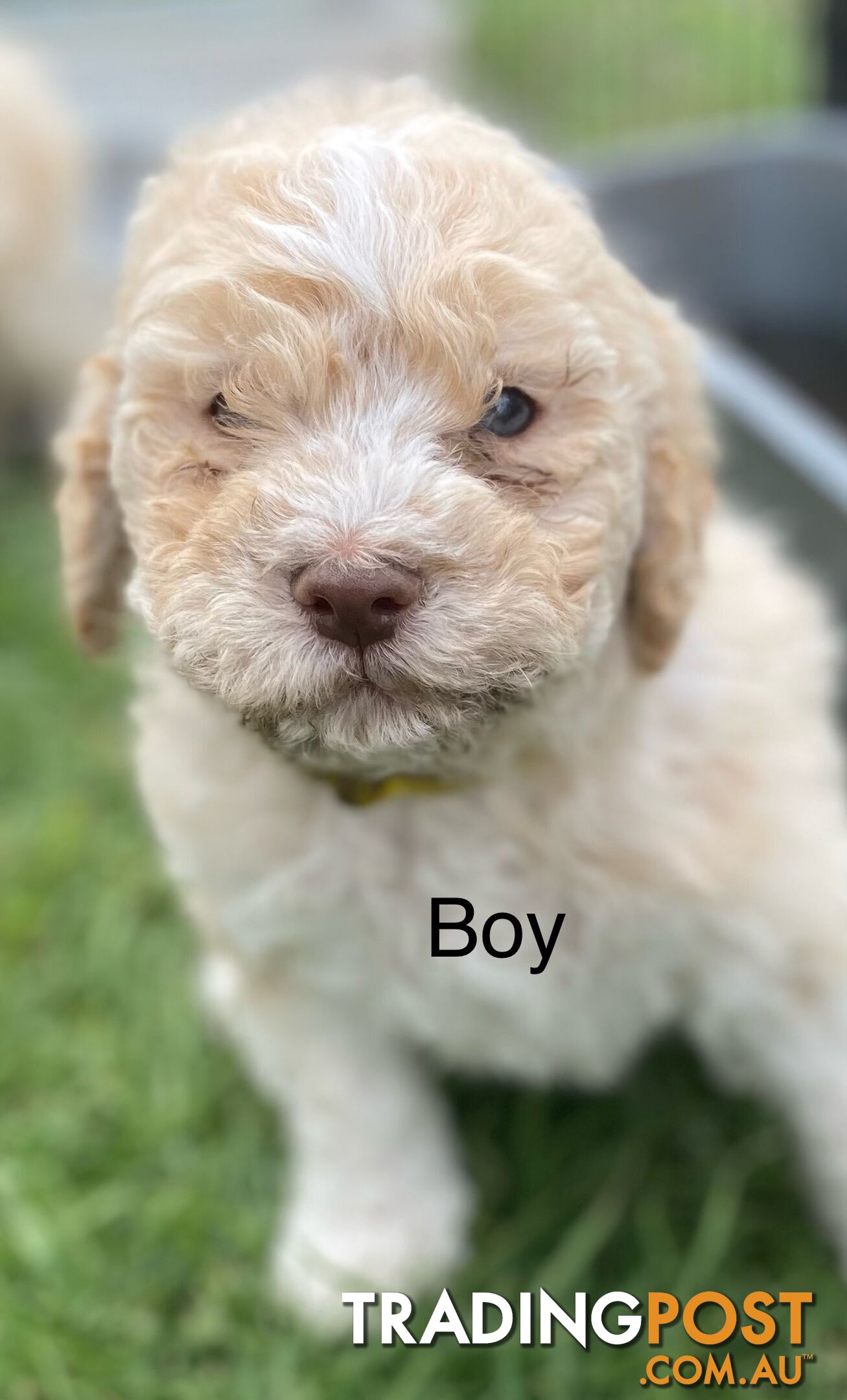 Lagotto