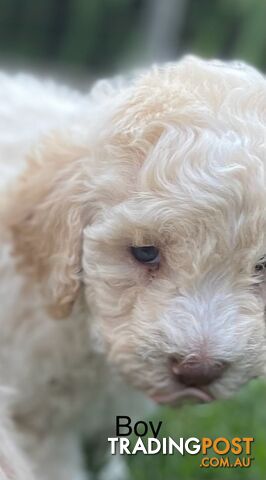 Lagotto